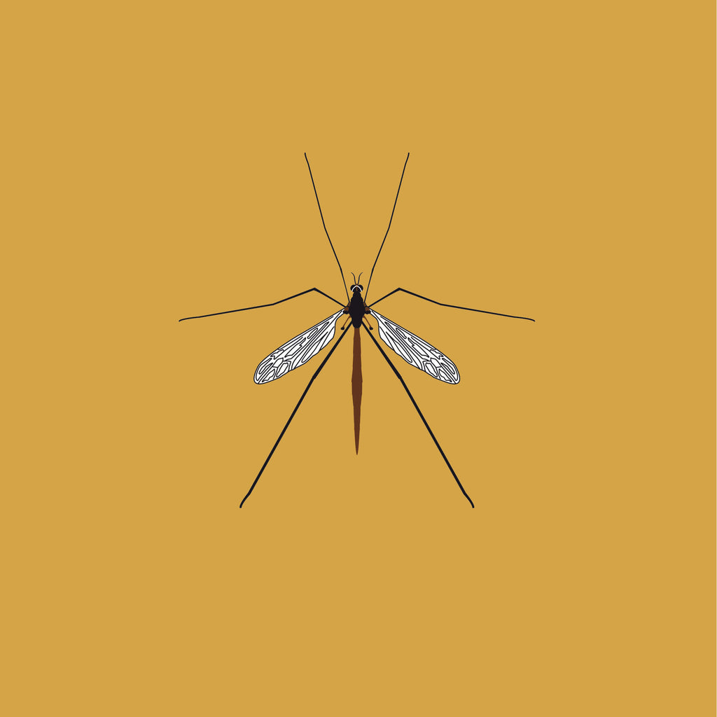 Crane Fly - A4
