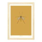 Crane Fly - A4