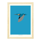 Alcedo Atthis - A4