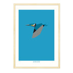 Alcedo Atthis - A2