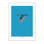 Alcedo Atthis - A2