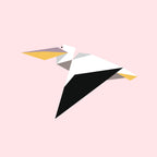 Pelecanus Onocrotalus