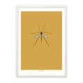 Crane Fly - A4