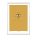 Crane Fly - A4