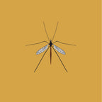 Crane Fly - A2