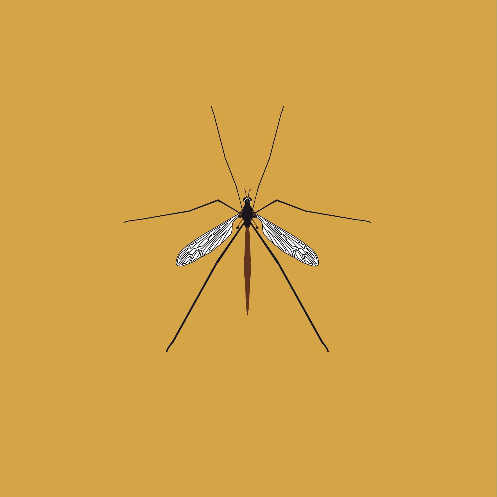 Crane Fly - A2