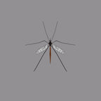 Crane Fly
