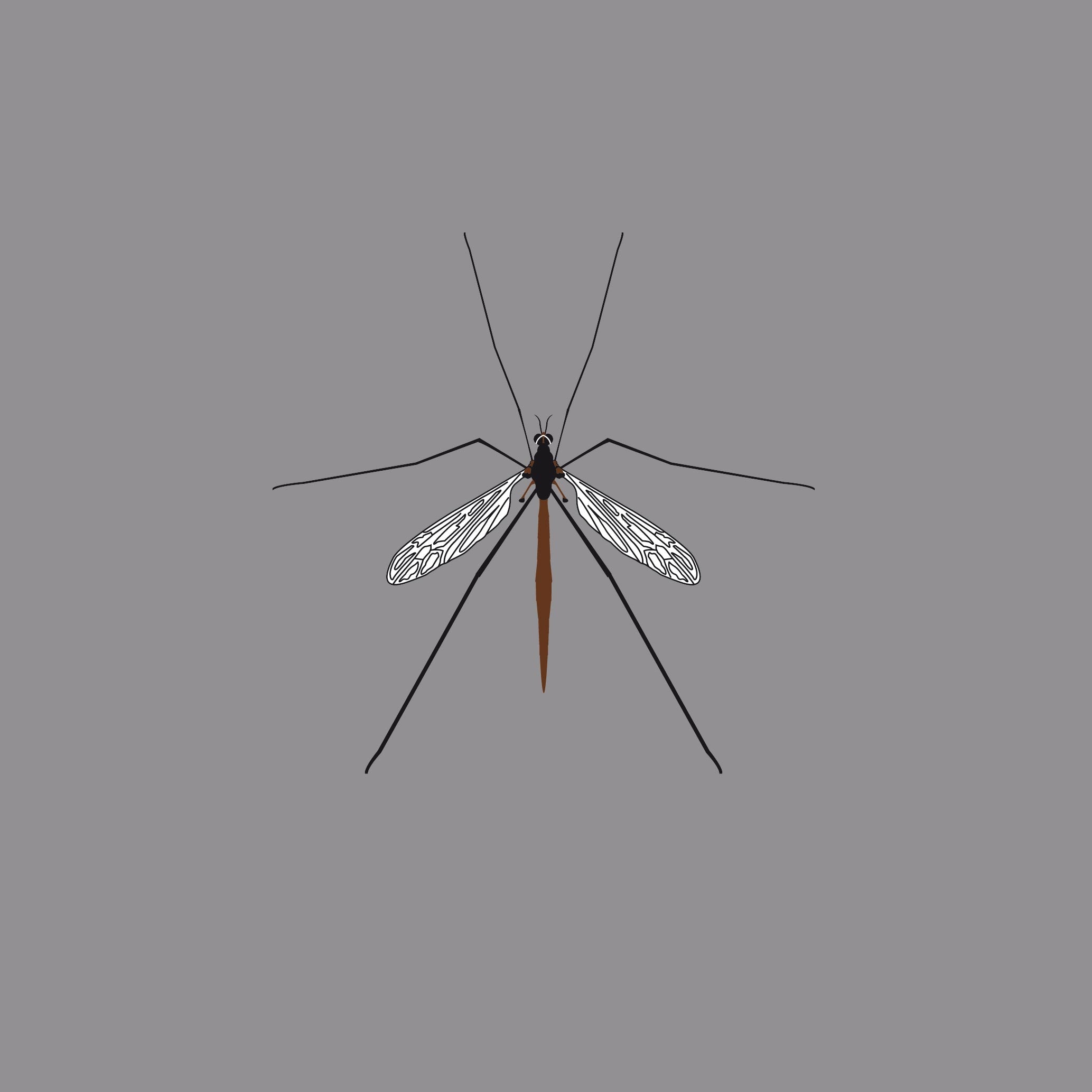Crane Fly